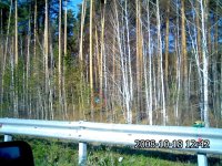 знак в лесу -дорогу запутывают лешие.jpg