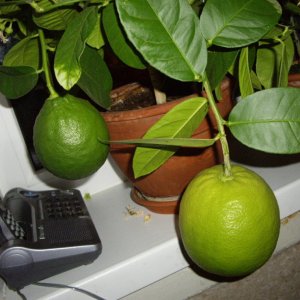 Лимончики дома